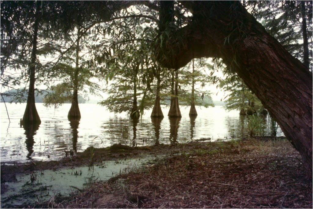 Main image Cypress Trees