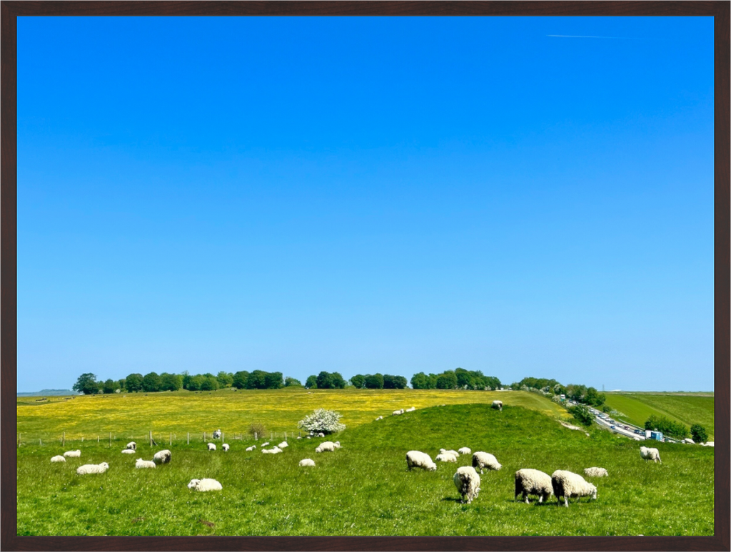 Main image Sheep