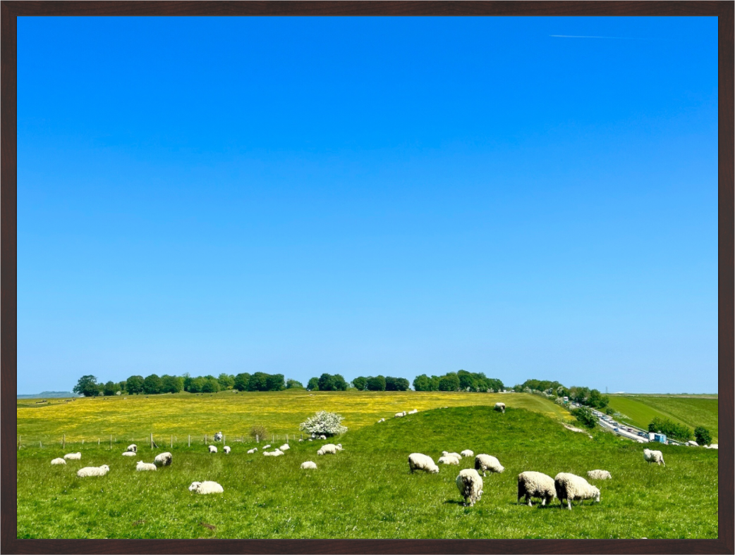 Main image Sheep