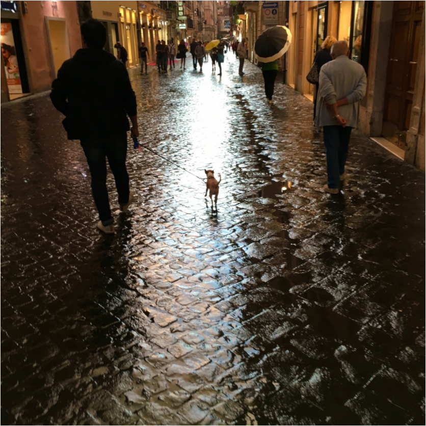 Main image Chihuahua