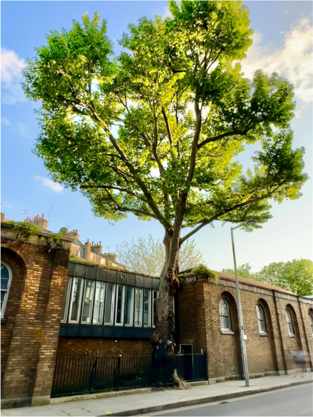 Main image Respect for a Tree