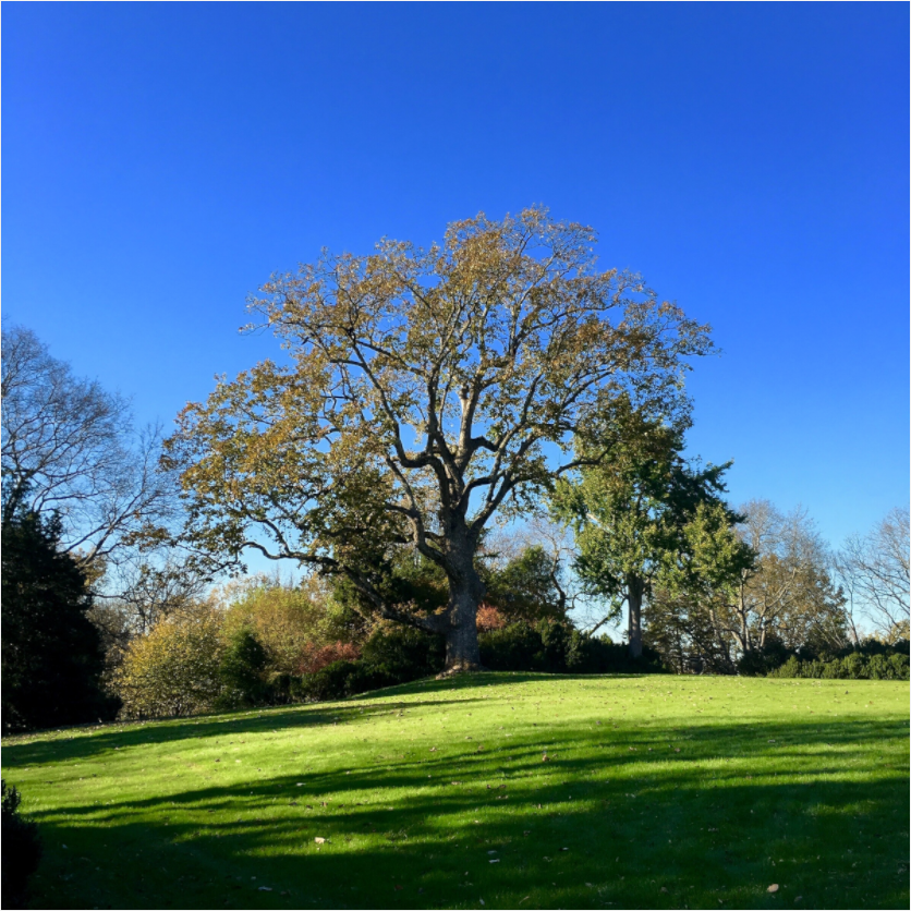 Main image Tree at Cheekwood