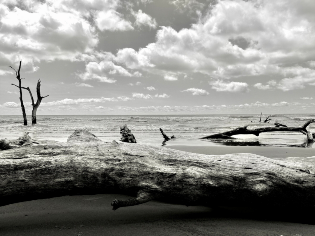 Main image Trees at Capers Island