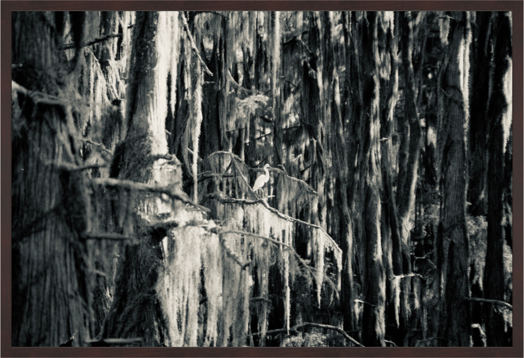 Main image Egret