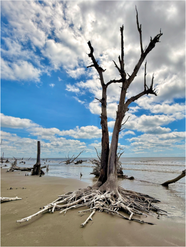 Main image Tree at Capers Island