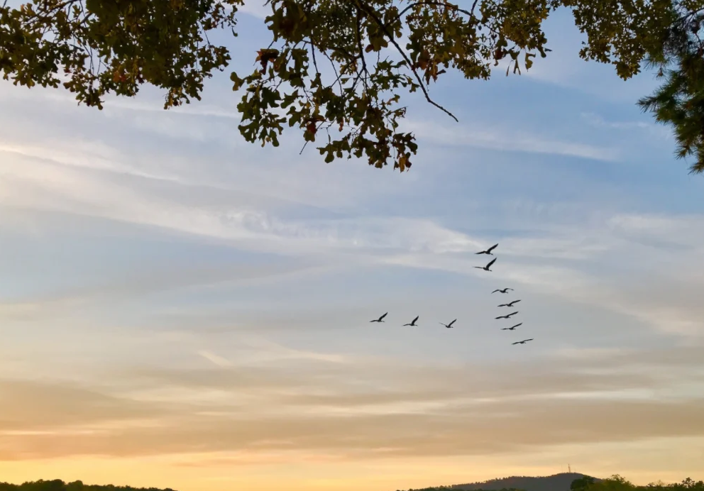 Flock of Geese