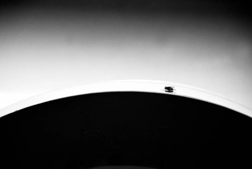 Fly