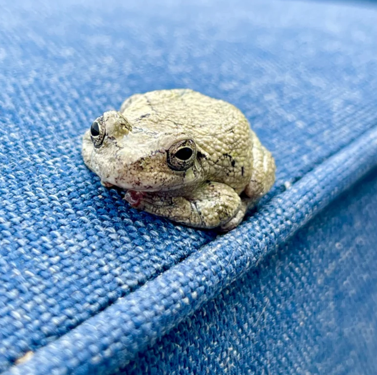 Frog