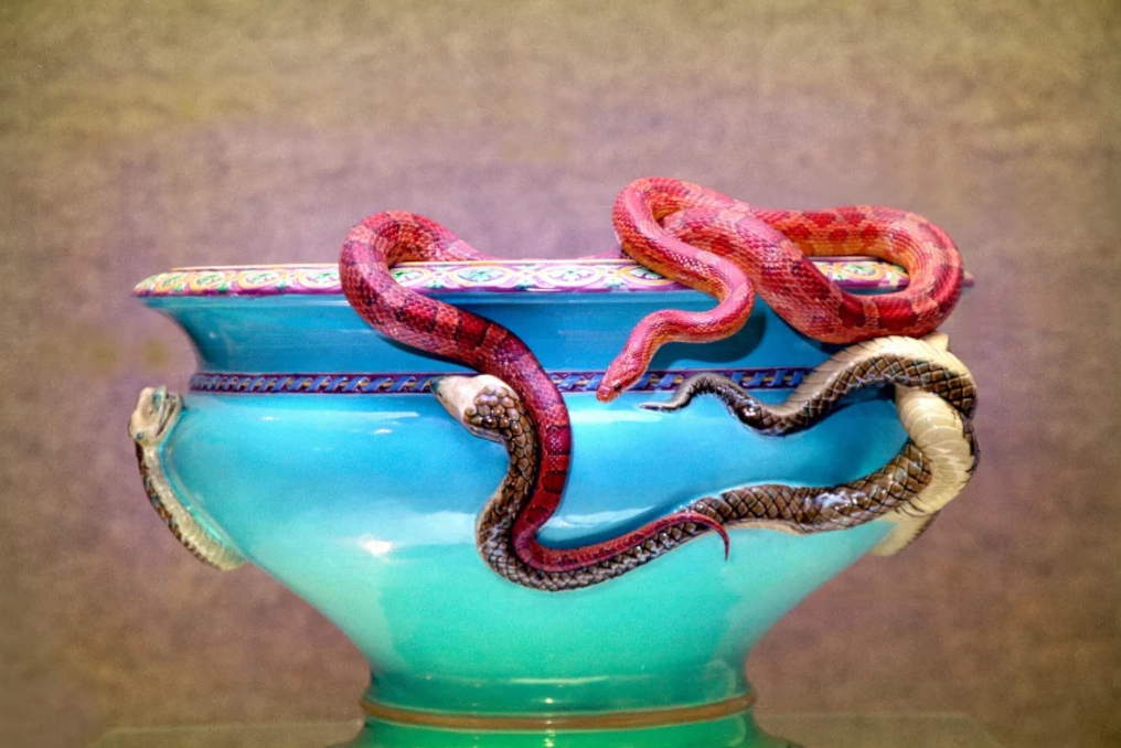 Jardiniere with Corn Snake