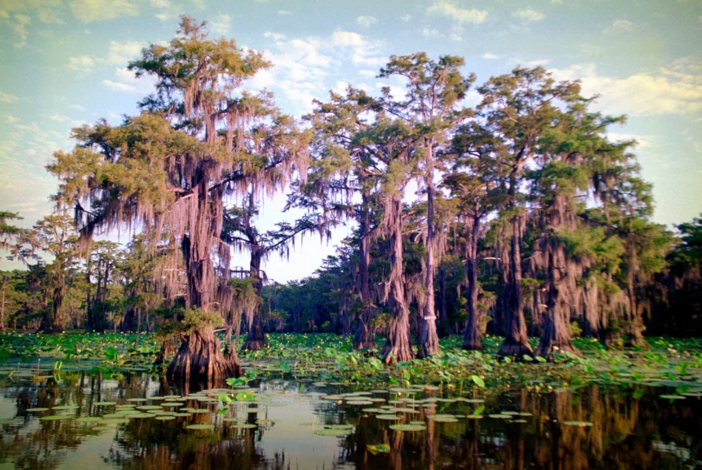 Cypress Trees