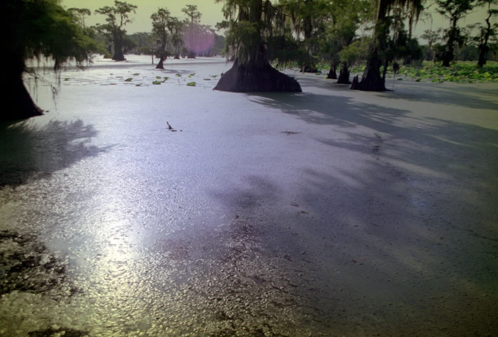Cypress Lake