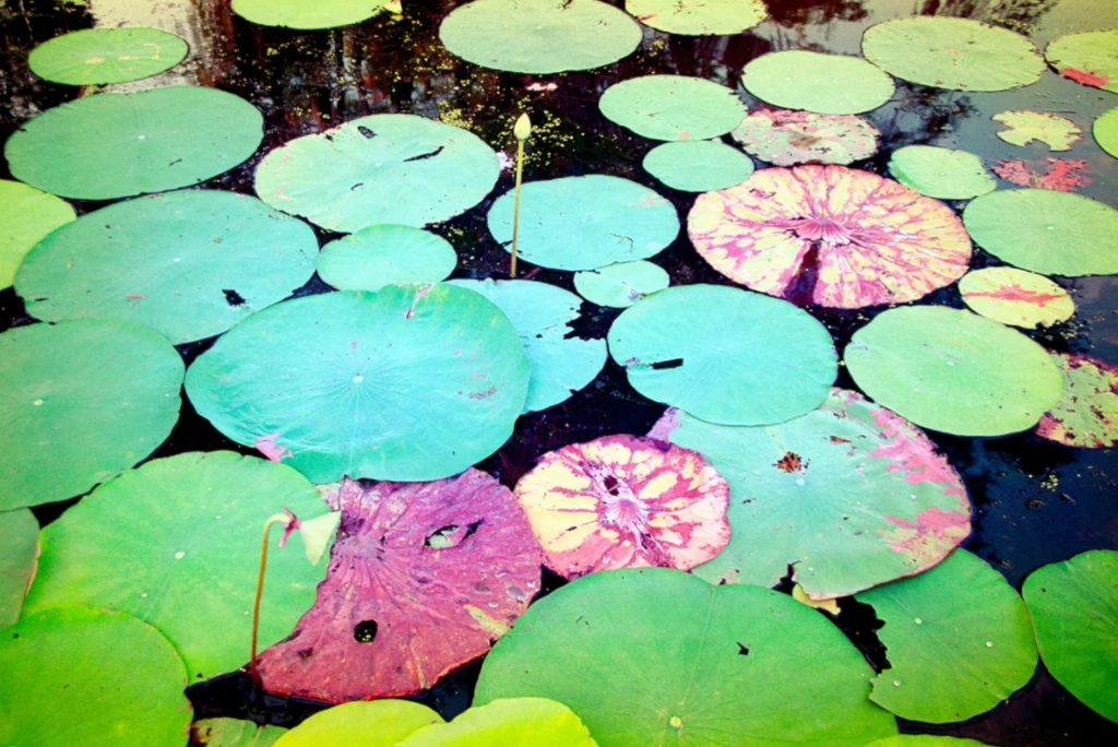 Lily Pads