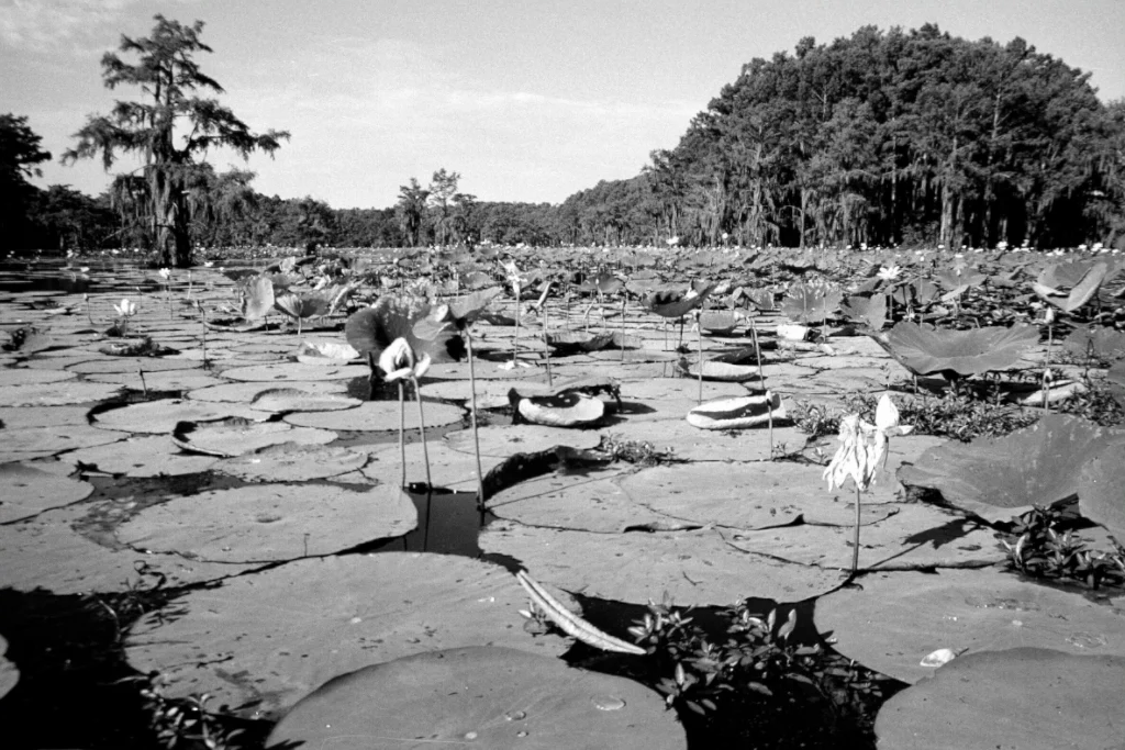 Caddo Lake