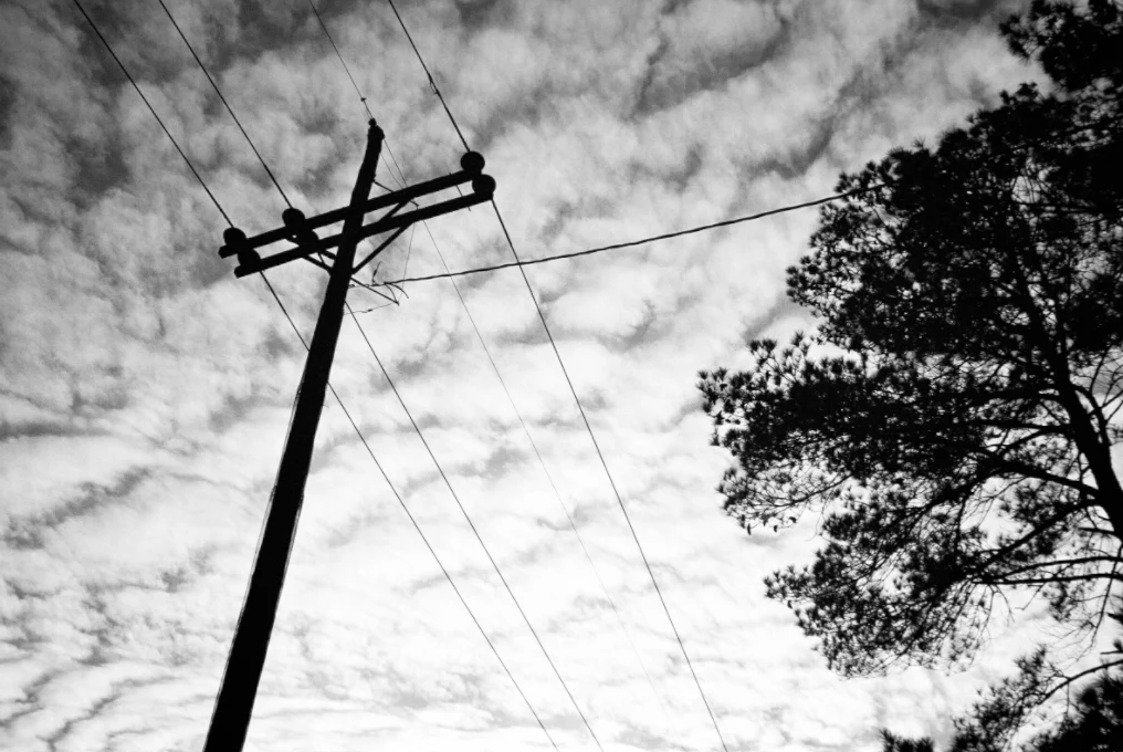 Lines and Pine Tree