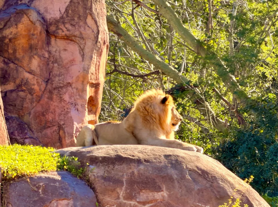 Lion