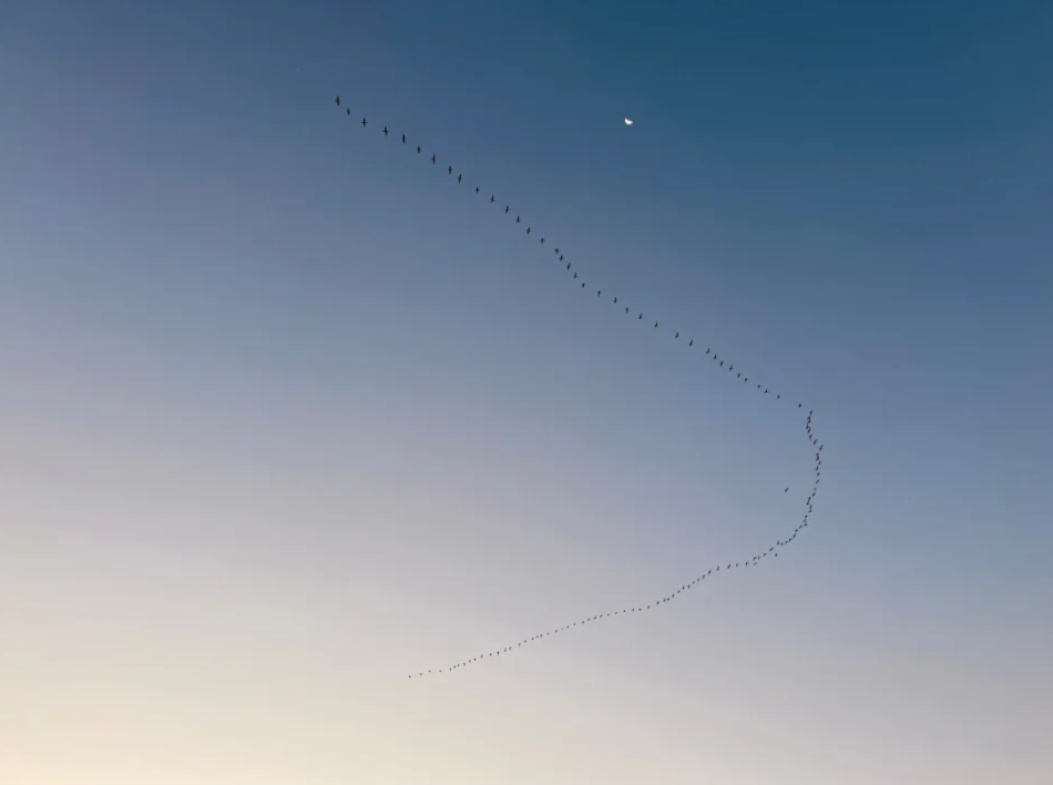 Migration