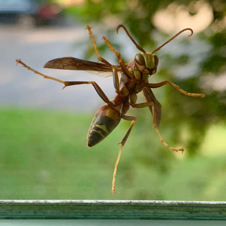 Paper Wasp