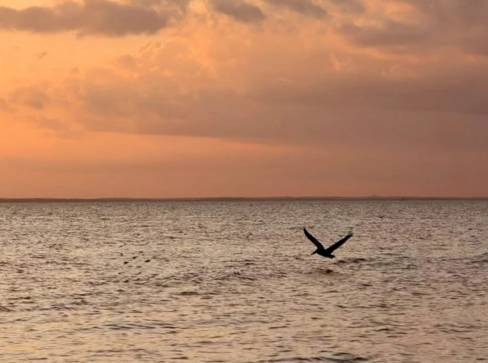 Pelican