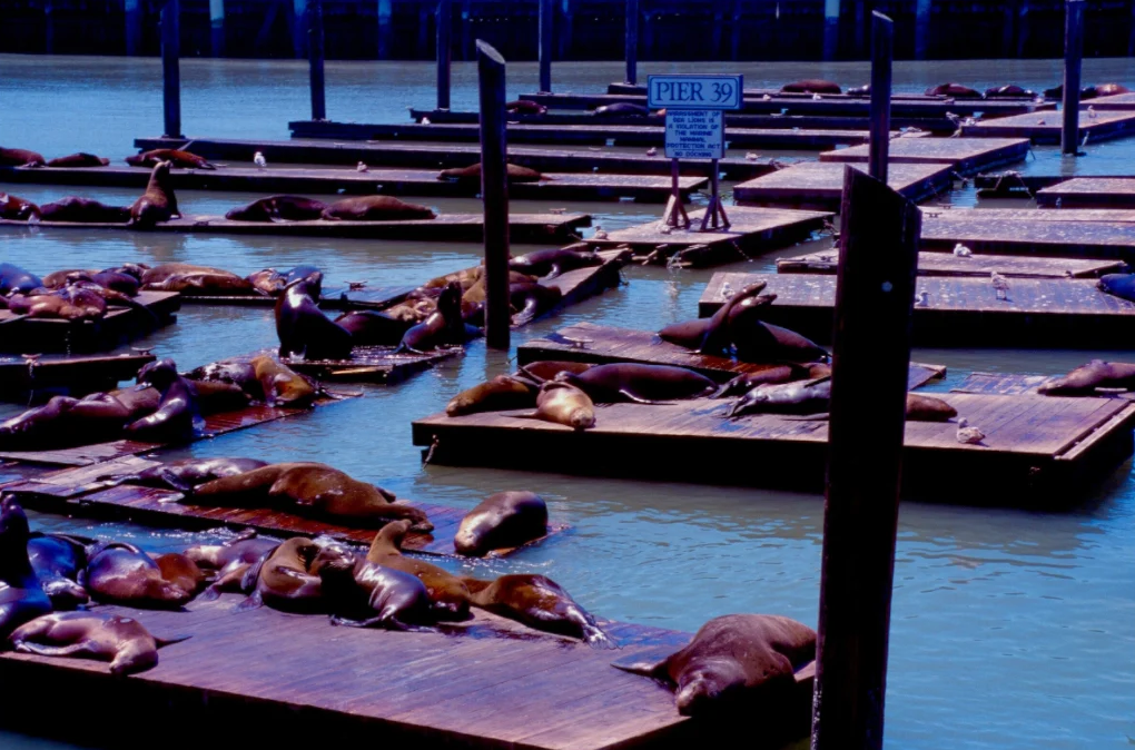 Pier 39 Wildlife