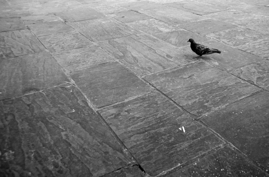 Pigeon