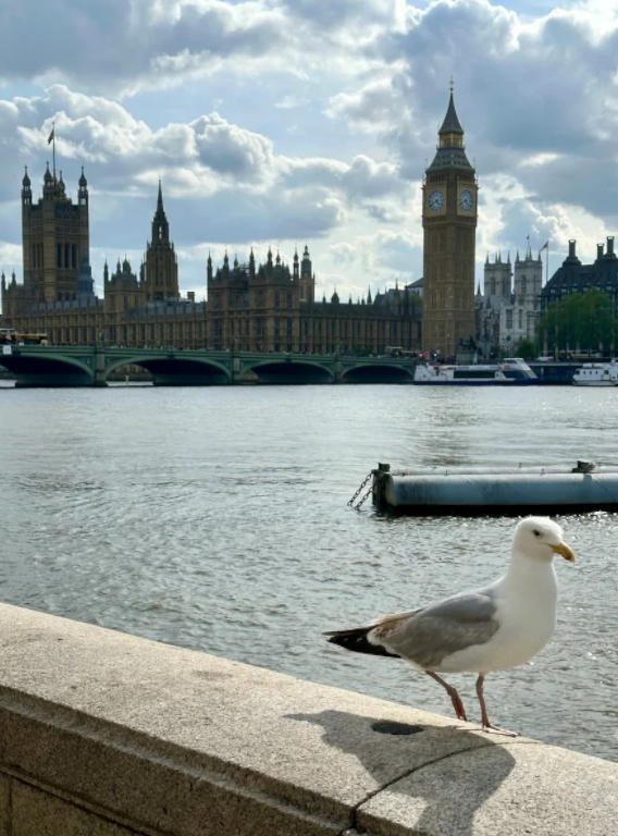 Seagull on the Thames