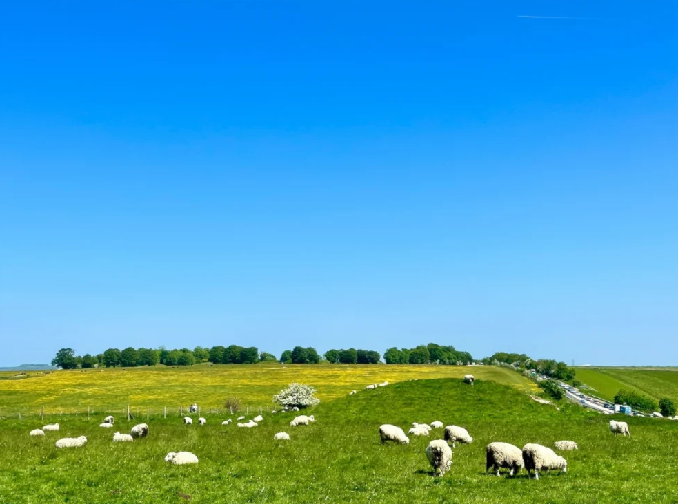 Sheep