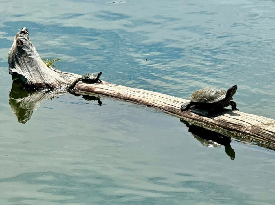 Turtles